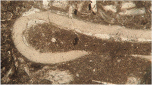 Фрагмент панциря трилобита в шлифе